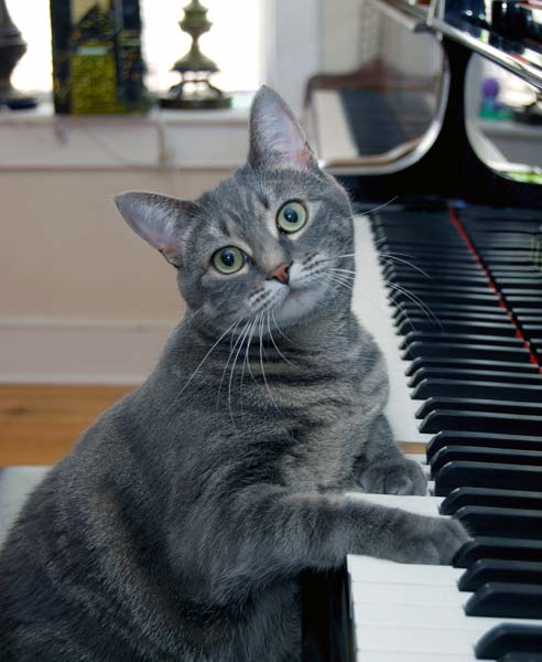 Nora the Piano Cat